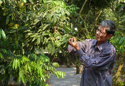 Hưng Yên Triển vọng mùa nhãn năm nay